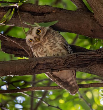 Benekli baykuş kamerayı gördü.