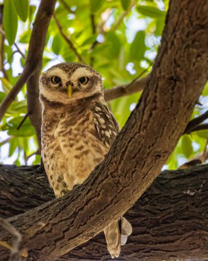 Ağaçta otururken kameraya bakan benekli baykuş.