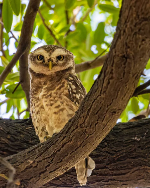 Spotted Owl Looking Camera While Sitting Tree — Stockfoto