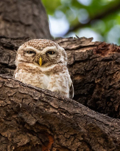 Spotted Owl Its Nest Tree — Stockfoto