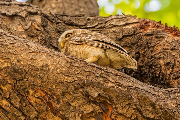 Spotted Owl Disguise Tree Trunk — Stock Photo, Image