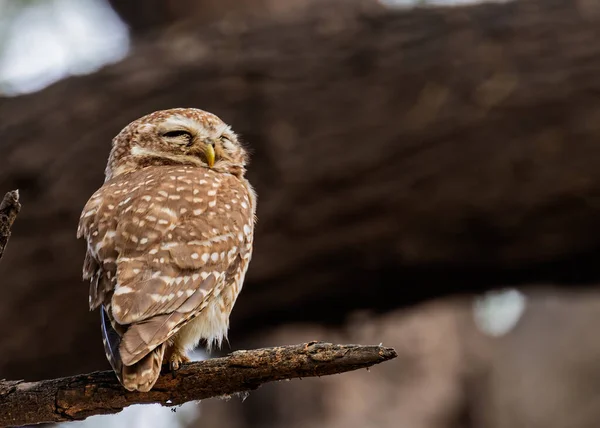 Spotted Owl Sleeping Tree Basking — Stockfoto
