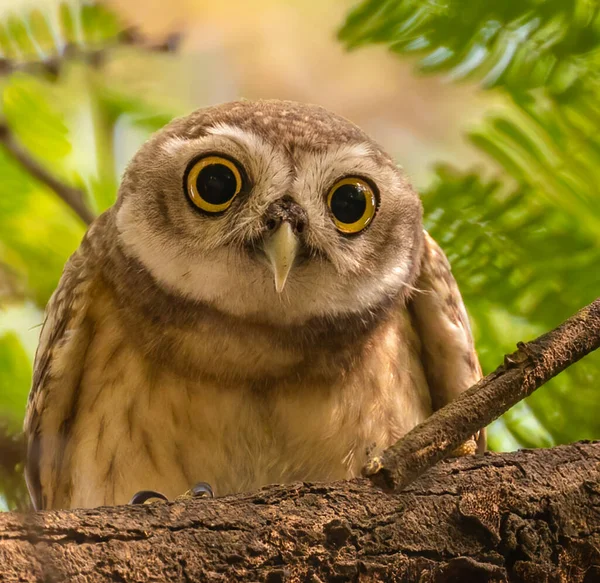 一只斑斑的猫头鹰从树上看到相机时大吃一惊 — 图库照片