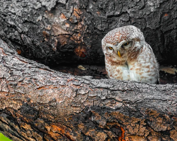 Spotted Owl Looking Its Nest Tree Trunk — Stockfoto