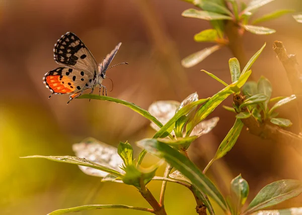 Kırmızı Pierrot Kelebeği Bir Bitkinin Üstünde — Stok fotoğraf