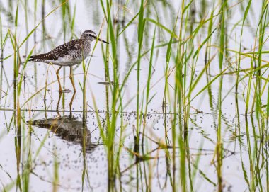 Çeltik tarlasında dinlenirken çulluk