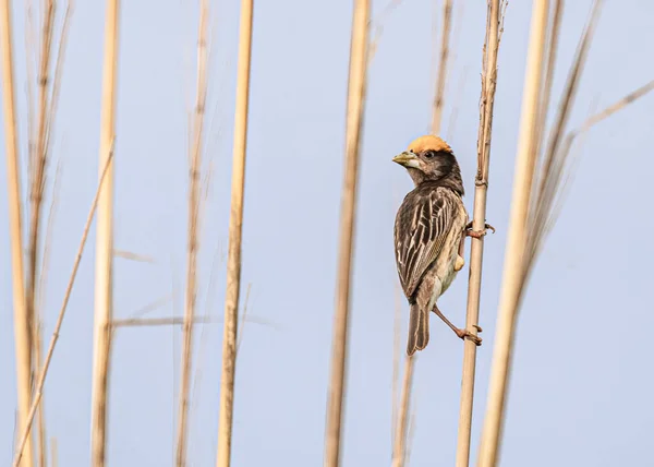 Weaver Bird Resting Dry Grass Looking Back — Stockfoto