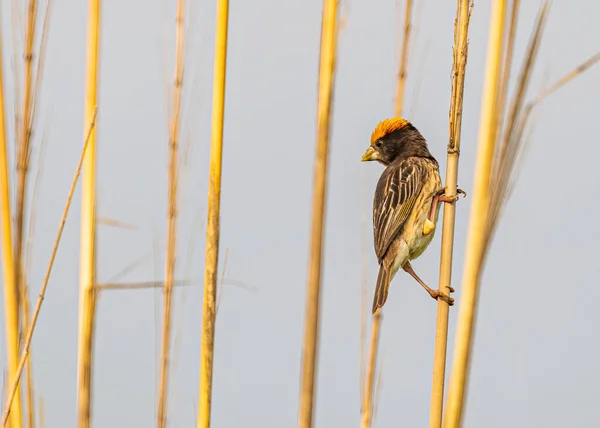 Pájaro Tejedor Posado Una Hierba Seca Mirando Hacia Abajo — Foto de Stock