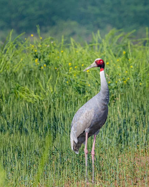 Sarus Crane Wheat Mezőn Keresi Partnerét — Stock Fotó