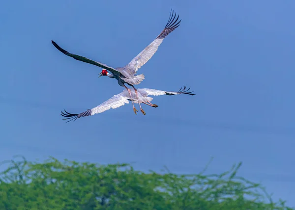Paar Sarus Kraanvogels Met Vlakke Vleugels Vleugels Die Struiken Vliegen — Stockfoto