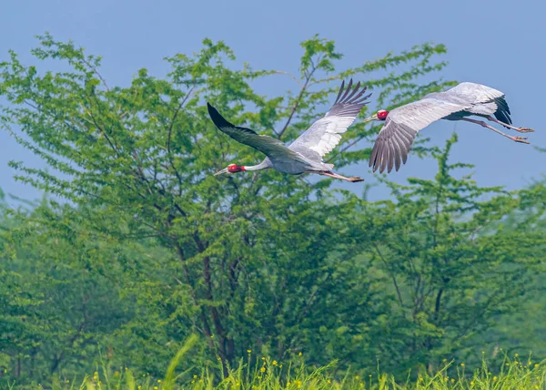 Vliegende Sarus Kraanvogel Boven Struiken — Stockfoto
