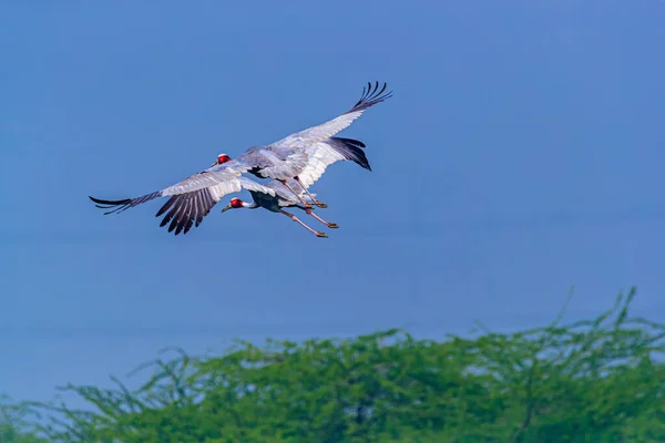 Pair Flying Sarus Crane Bushes — 스톡 사진