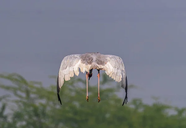 Flying Sarus Crane Wings Bush Tree — Fotografia de Stock