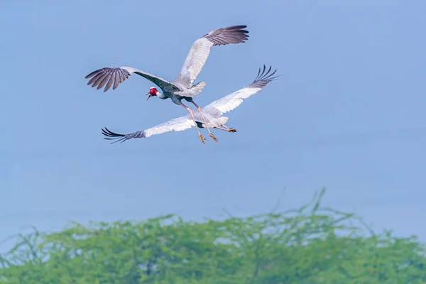 Ζεύγος Flying Sarus Crane Πάνω Από Θάμνους — Φωτογραφία Αρχείου