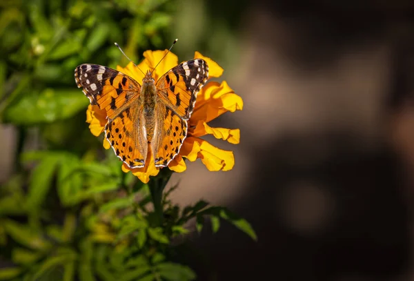 Dama Pintada Una Flor Jardín — Foto de Stock