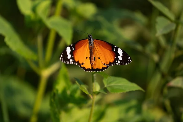 Tigre Llano Una Planta Jardín — Foto de Stock