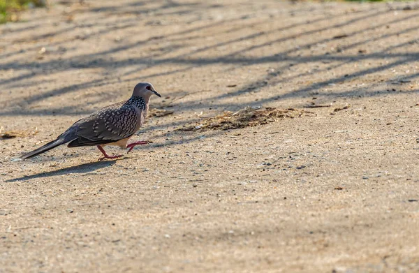 Strolling Spotted Dove Ground — Zdjęcie stockowe