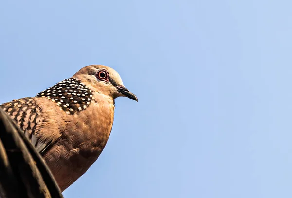 Spotted Dove Close Wire — Stock Photo, Image