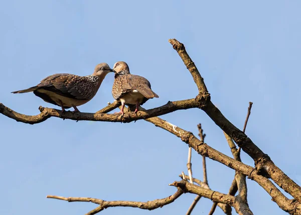 Par Spotted Dove Kär Ett Träd — Stockfoto