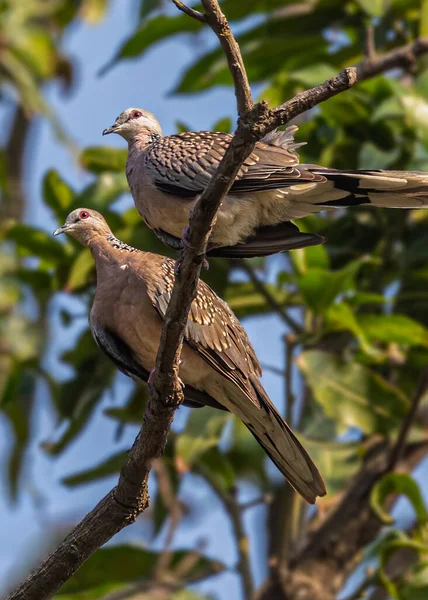 Paire Colombes Tachetées Reposant Sur Arbre — Photo