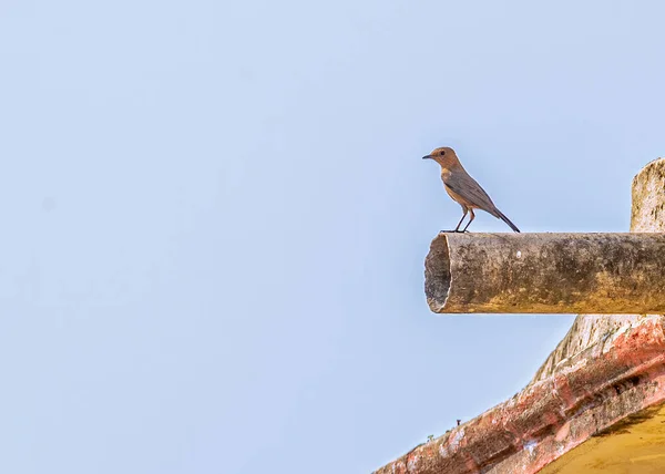 Brown Rock Chat Resting Pipe — Zdjęcie stockowe