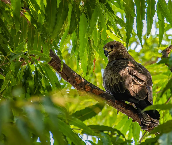 Black Kite Resting Shade Afternoon — стокове фото