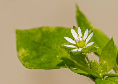 Güzel Chickweed Çiçeği Bir makro shot