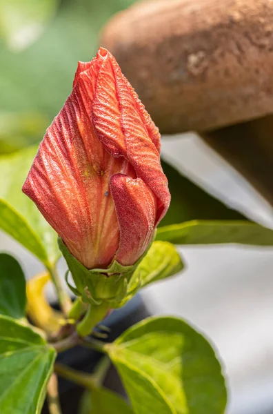 Orange Hibiscus Bud Likely Flower — Stock Photo, Image