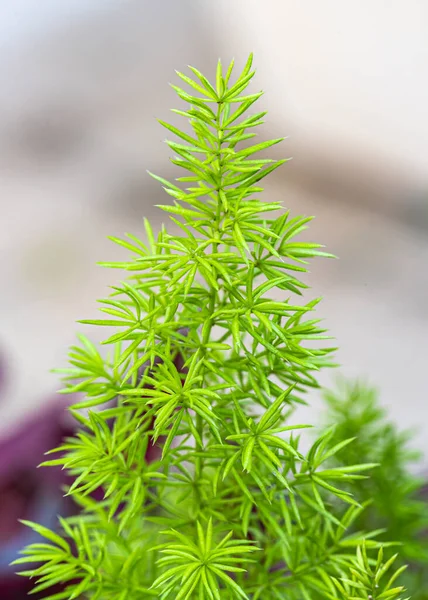 Asparagus Grass Garden Pot — Stock Photo, Image