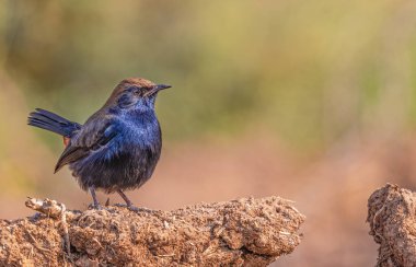 Kum felaketinin üzerinde otururken Hintli bir Robin 'in portresi