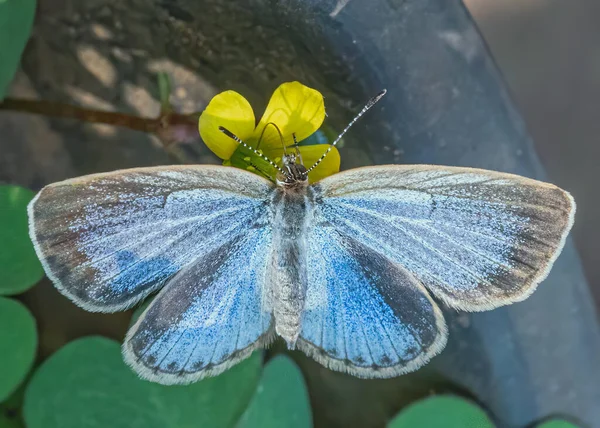 Mariposa Azul Sentada Sobre Una Flor Jardín —  Fotos de Stock