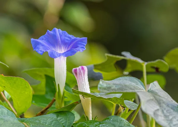 Blå Morgon Prakt Blomma Med Dagg — Stockfoto