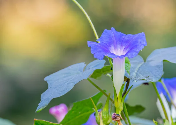 Blue Morning Glory Flower Garden — Zdjęcie stockowe