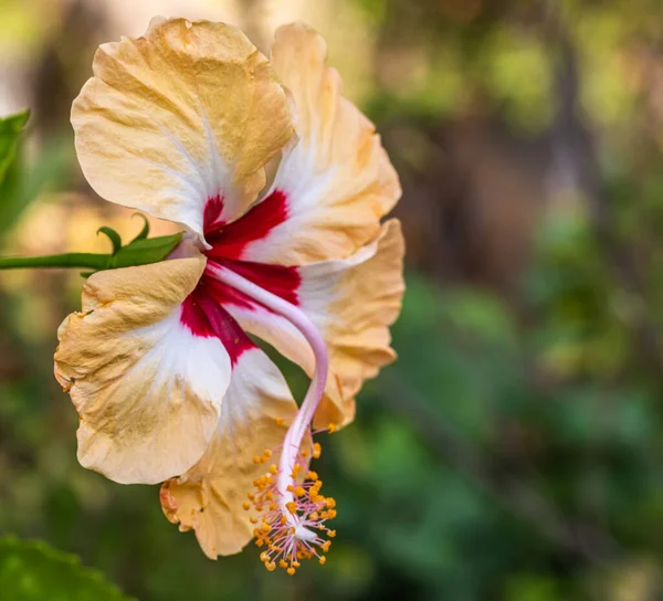 Hibiscus Fleur Dans Jardin Pleine Floraison — Photo