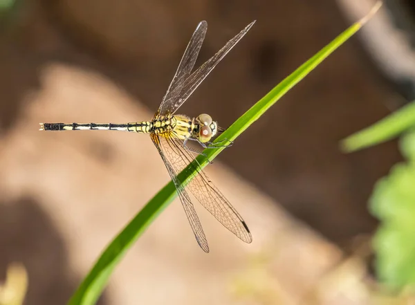 Dragonfly Κάθεται Ένα Γρασίδι Ανάπαυσης — Φωτογραφία Αρχείου