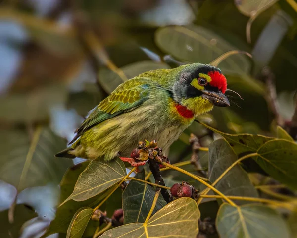 Coppersmith Barbet Looking Curiosity Camera — стоковое фото