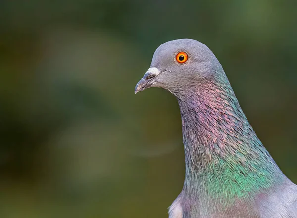 Pombo Olhando Com Curiosidade Câmera — Fotografia de Stock