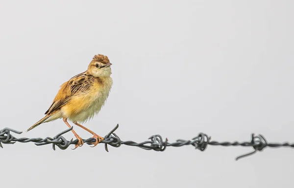 Zitting Cisticola Looking Curiosity While Sitting Wire — 图库照片