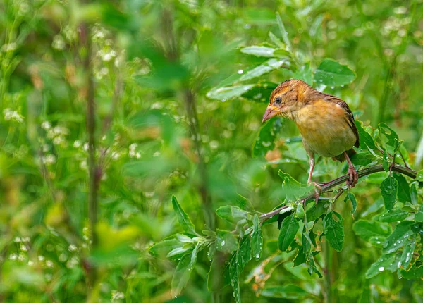 Weaver Bird Hiding Plants Garden — Stockfoto