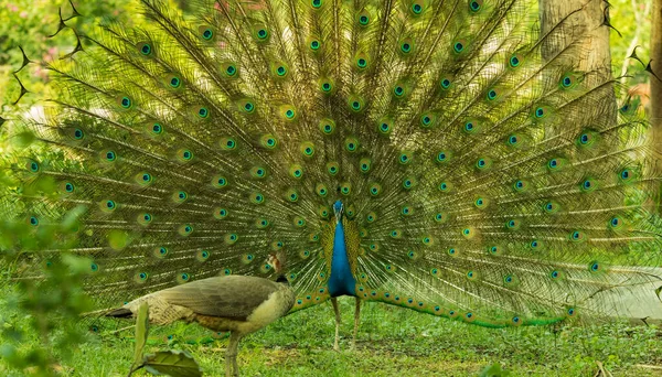 Peacock Dancing Front Peahen Garden — стоковое фото