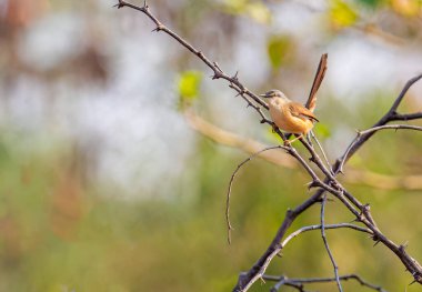 Ashy Prinia ormandaki bir çalılıkta oturuyor.