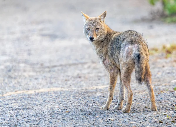 Ormanda deri hastalığı olan bir çakal.