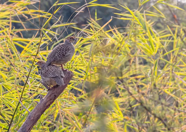 Par Francolin Cinzento Numa Árvore Numa Floresta — Fotografia de Stock