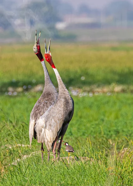 Pair Sarus Crane Singing Field Looking Sky — Foto de Stock