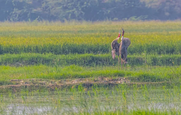 Egy Pár Sarus Daru Hívja Paddy Fieldet — Stock Fotó