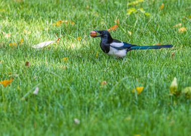 A Magpie with a Walnut in a Garden