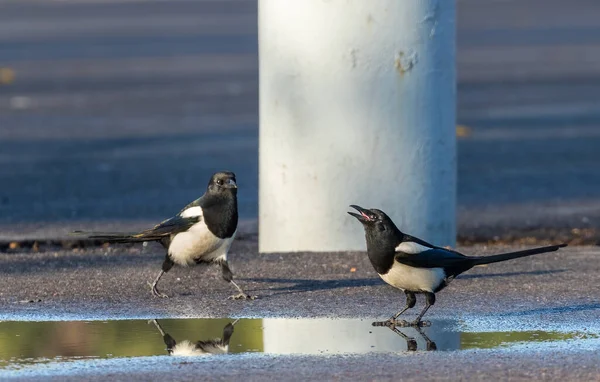 Magpie Drinking Water Road While Other Approaching — Stock Fotó