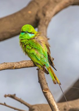 Green Bee Eater looking strait