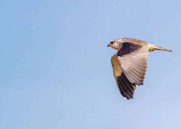 Black Shouldered Kite Wings — Fotografia de Stock