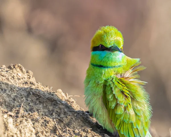 Green Bee Eater Closer Look — Photo